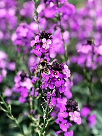 Close-up of bee pollinating on purple flower