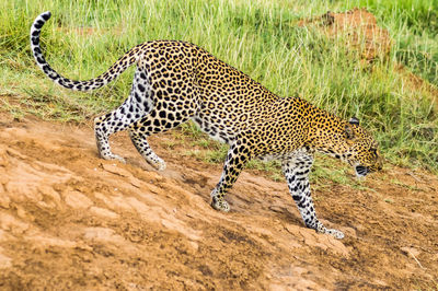 View of a tiger