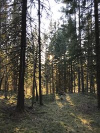 Trees in forest