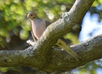 Close-up of bird perching on tree