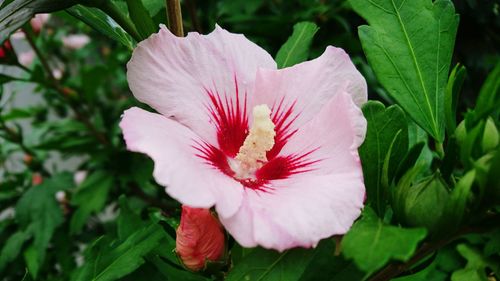 Close-up of pink flower