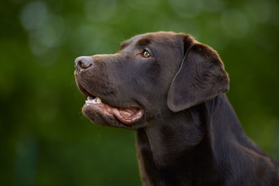 Close-up of dog