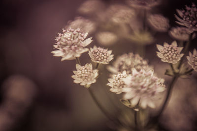 Close-up of flowering plant