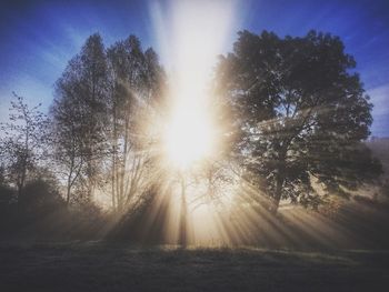 Sun shining through trees