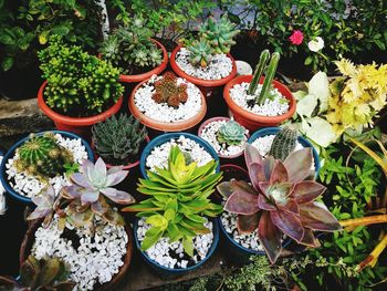 High angle view of potted plants in yard