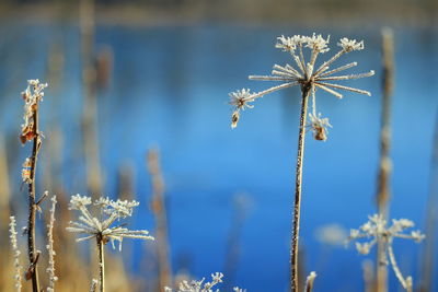 Close-up of flowering plant against blue sky