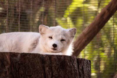 Arctic fox vulpes lagopus has brown fur in the warmer months and white fur in the winter