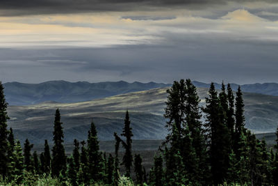 Panoramic shot of trees on landscape against sky