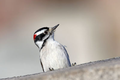 Low angle view of bird against sky