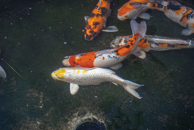 Fish swimming in sea