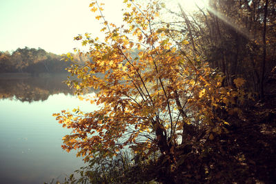 Tree by lake in forest against sky