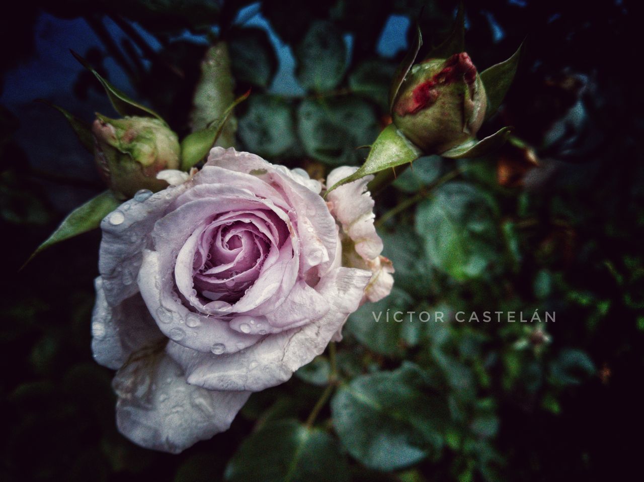 CLOSE-UP OF PINK ROSE PLANT