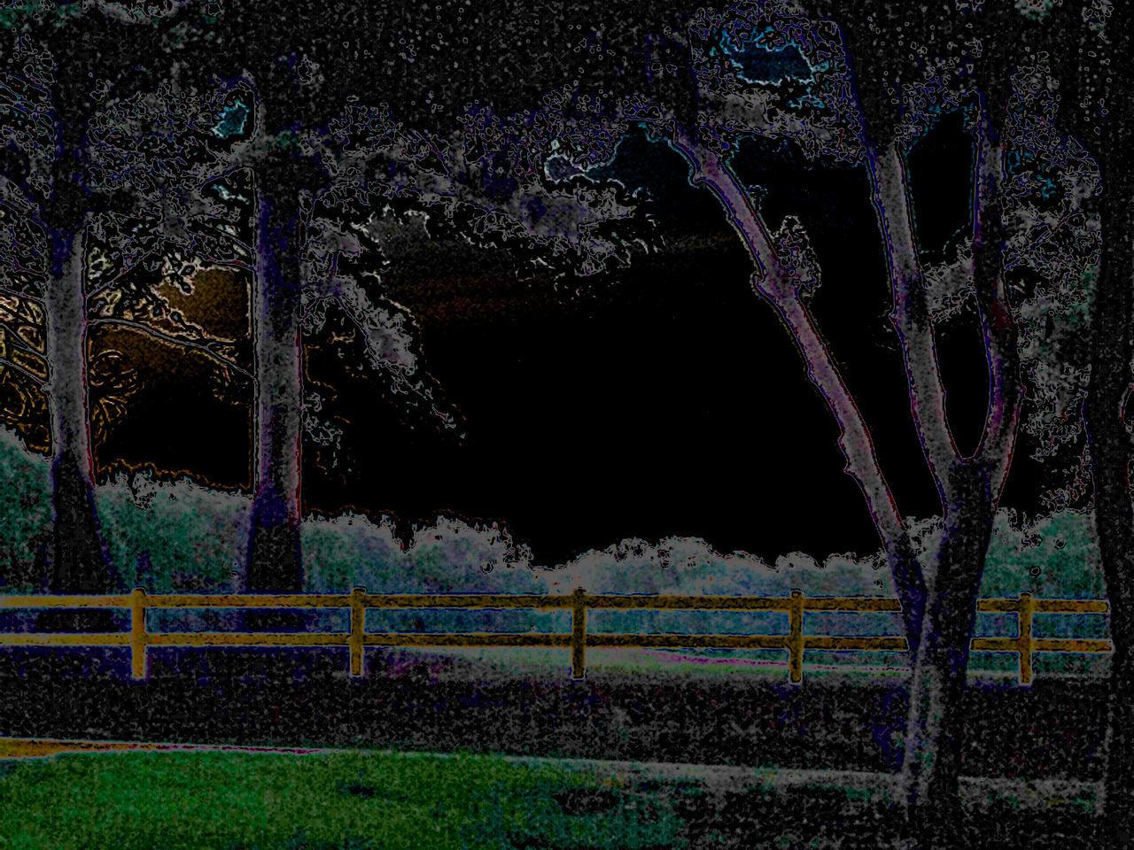 VIEW OF ILLUMINATED TREES ON LAND