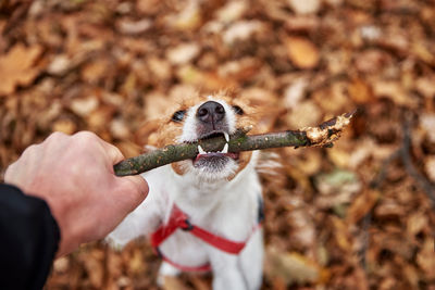 Dog play with a branch in autumn forest