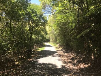 Dirt road amidst trees against sky