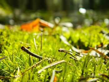 Close-up of grass growing on field