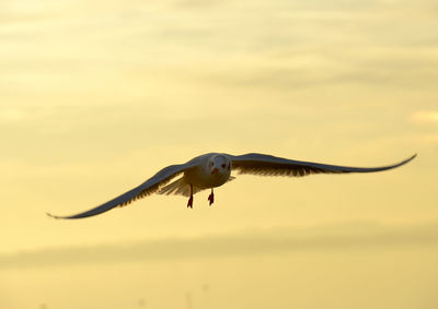 Bird flying over the sky