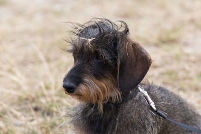 Cute dachshund on the beach