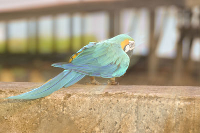 Parrots, macaws, blue sea.