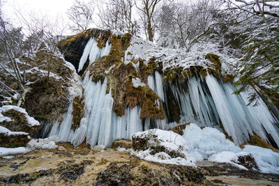 Snow covered land and trees in forest