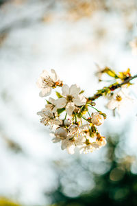 Close-up of cherry blossom tree