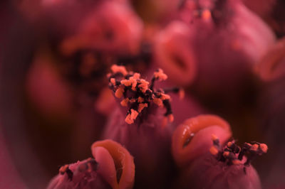 Close-up of flowers against blurred background