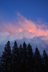 Low angle view of silhouette trees against sky