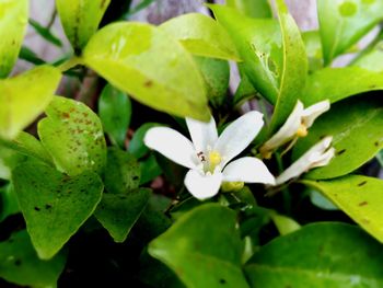 Close-up of white flowering plant