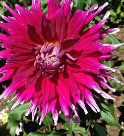 Close-up of pink flower
