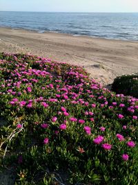 Pink flowering plants by sea against sky