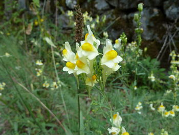 Close-up of yellow flowering plant on field