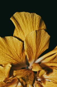 Close-up of yellow flower on plant