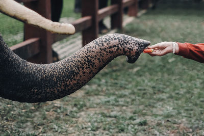 Cropped hand feeding elephant