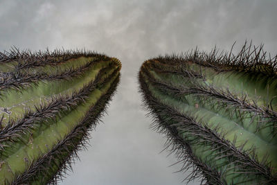 Low angle close-up of succulent plant against sky. saguaro. 