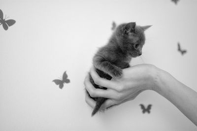 Close-up of hand holding kitten