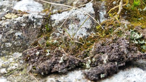 Plants growing on rocks