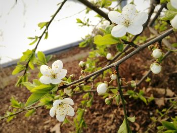 Close-up of white cherry blossoms in spring