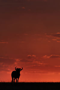 Silhouette wildebeest standing on field against orange sky