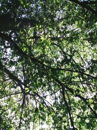 Low angle view of trees