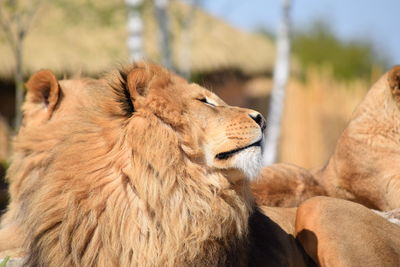 Close-up of lion