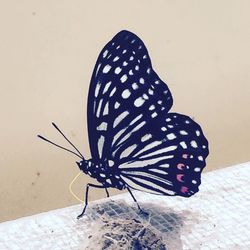 Close-up of butterfly perching on leaf