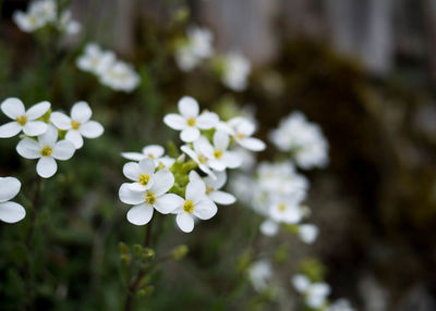 Close-up of white flowering plant