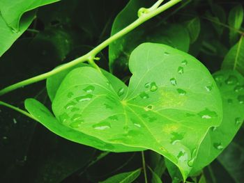 Close-up of raindrops on leaves