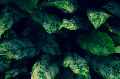 Full frame shot of leaves in water