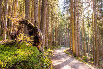 Dirt road amidst trees in forest