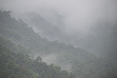 Trees in forest against sky during foggy weather