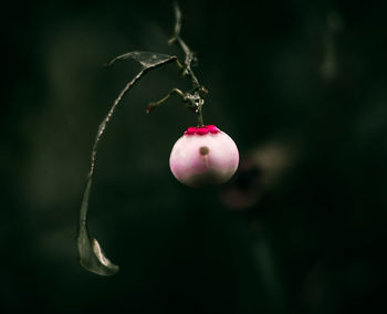 Close-up of berries growing on plant