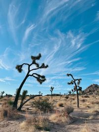 Trees on field against blue sky