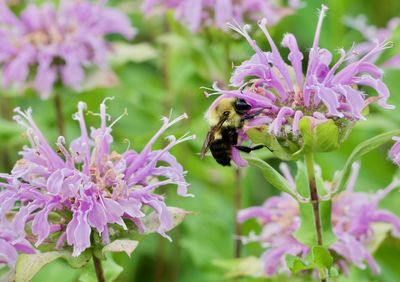 Bee pollinating on purple flowers