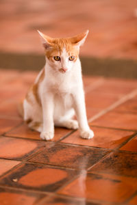 Portrait of cat sitting on floor